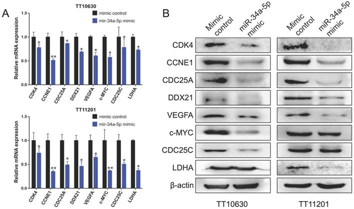 J Cancer Image