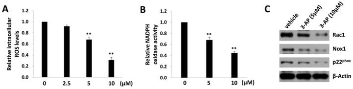 J Cancer Image