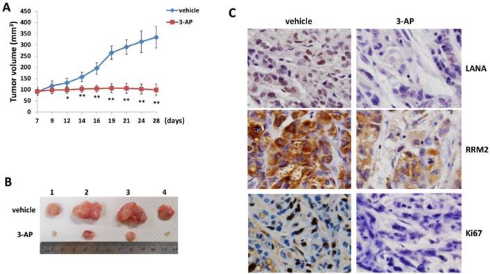 J Cancer Image