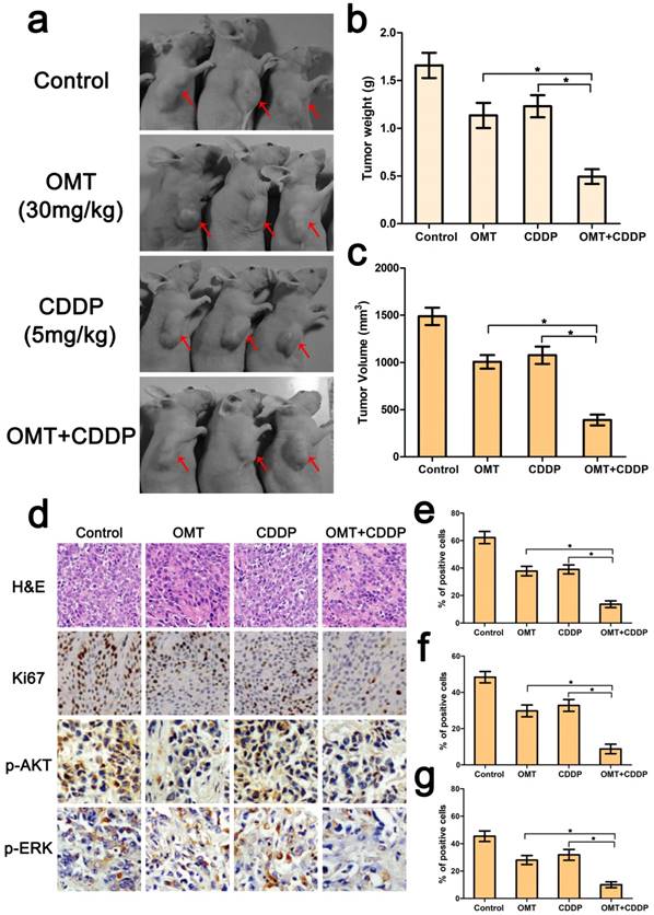 J Cancer Image