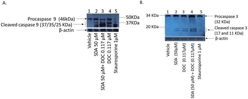 J Cancer Image