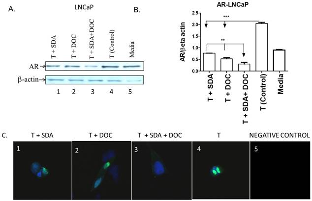 J Cancer Image