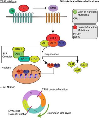 J Cancer Image