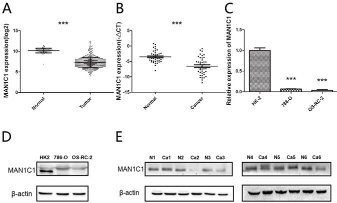 J Cancer Image