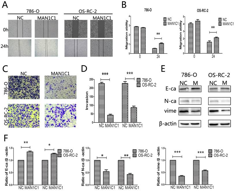 J Cancer Image