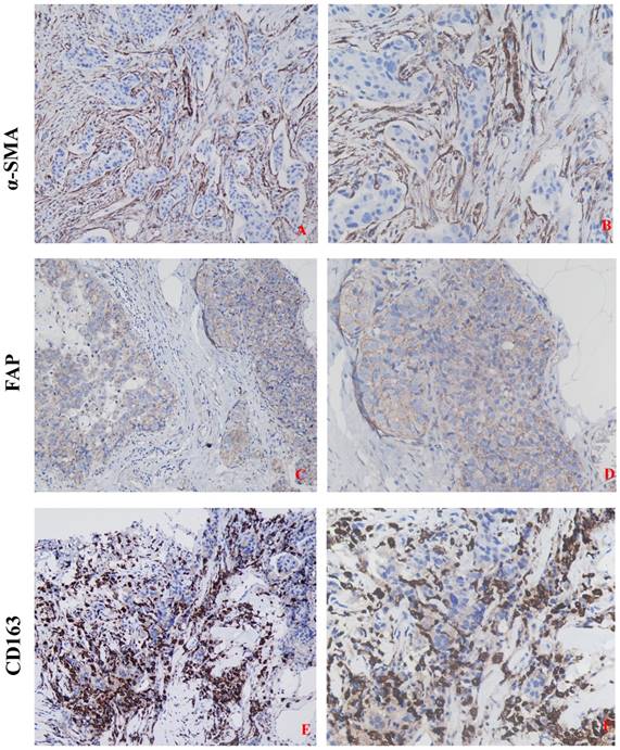 J Cancer Image