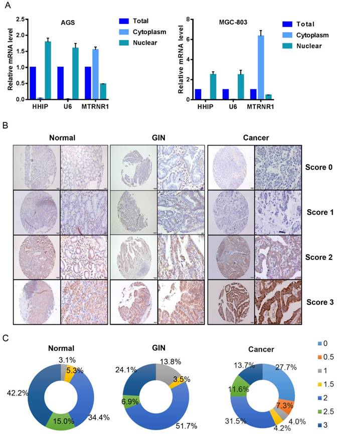 J Cancer Image