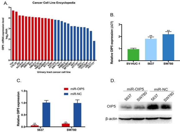 J Cancer Image