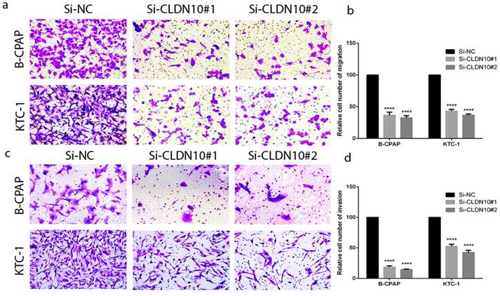 J Cancer Image