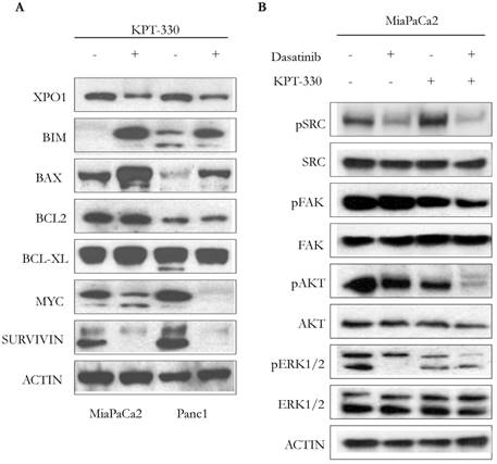 J Cancer Image