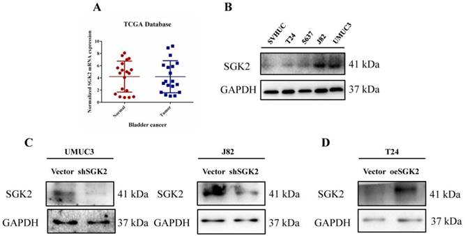 J Cancer Image