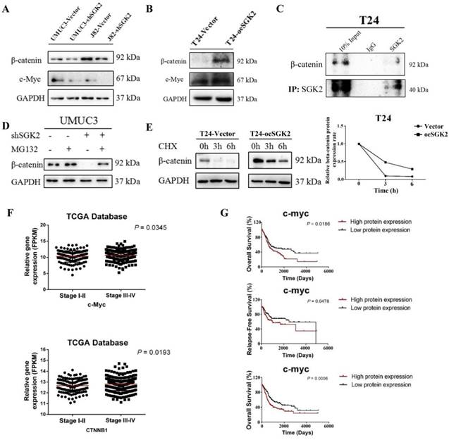 J Cancer Image