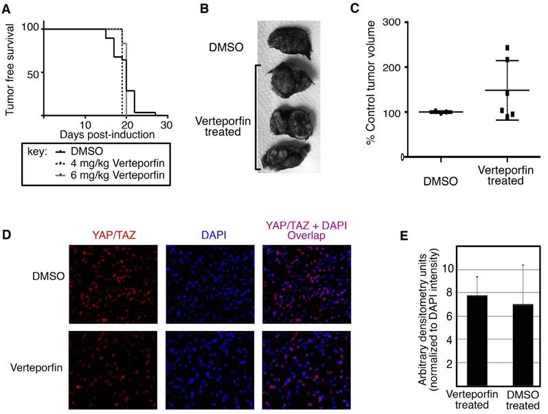 J Cancer Image