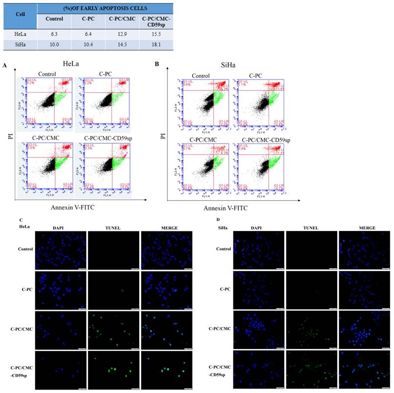 J Cancer Image