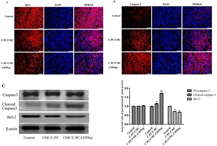 J Cancer Image