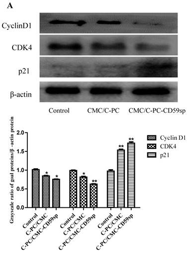 J Cancer Image