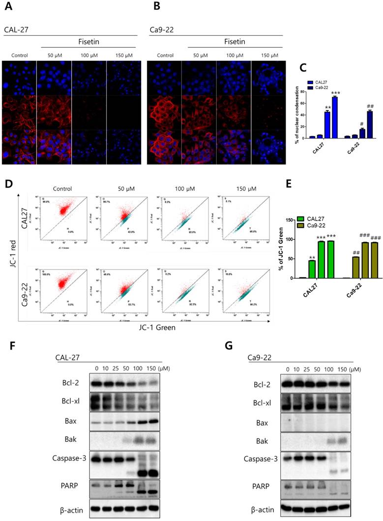 J Cancer Image