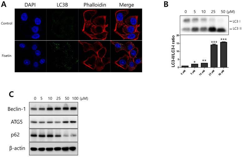 J Cancer Image