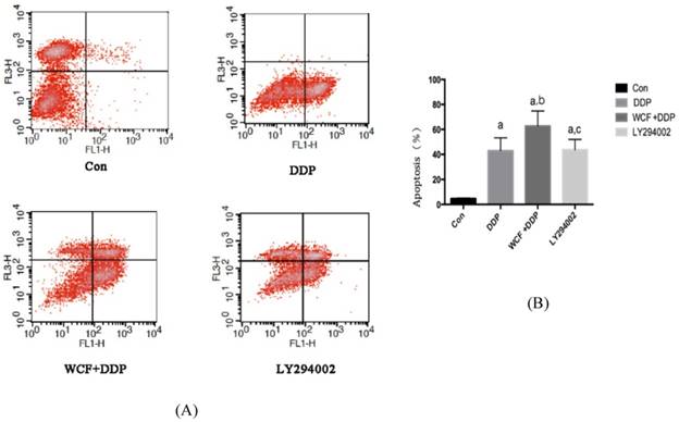 J Cancer Image