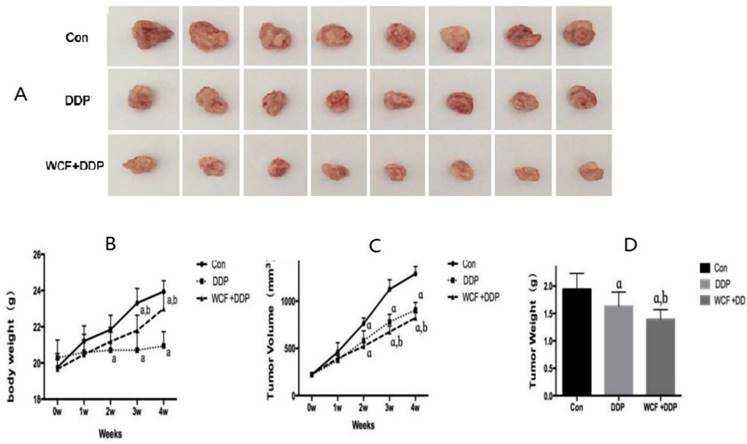 J Cancer Image