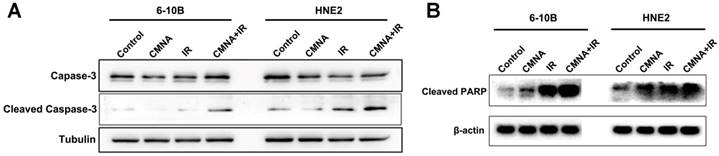 J Cancer Image