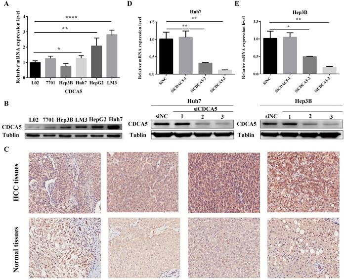 J Cancer Image