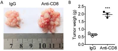 J Cancer Image