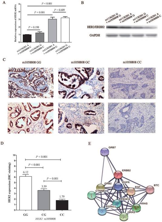 J Cancer Image