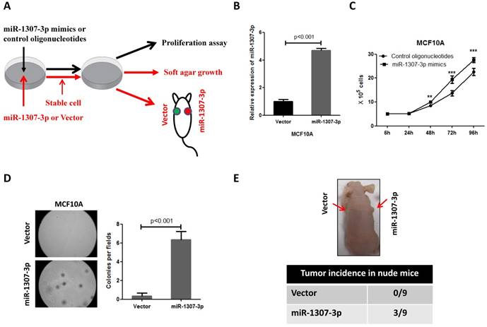 J Cancer Image