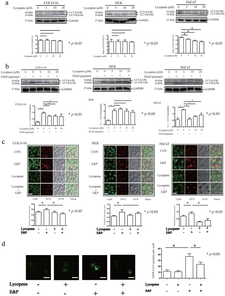 J Cancer Image