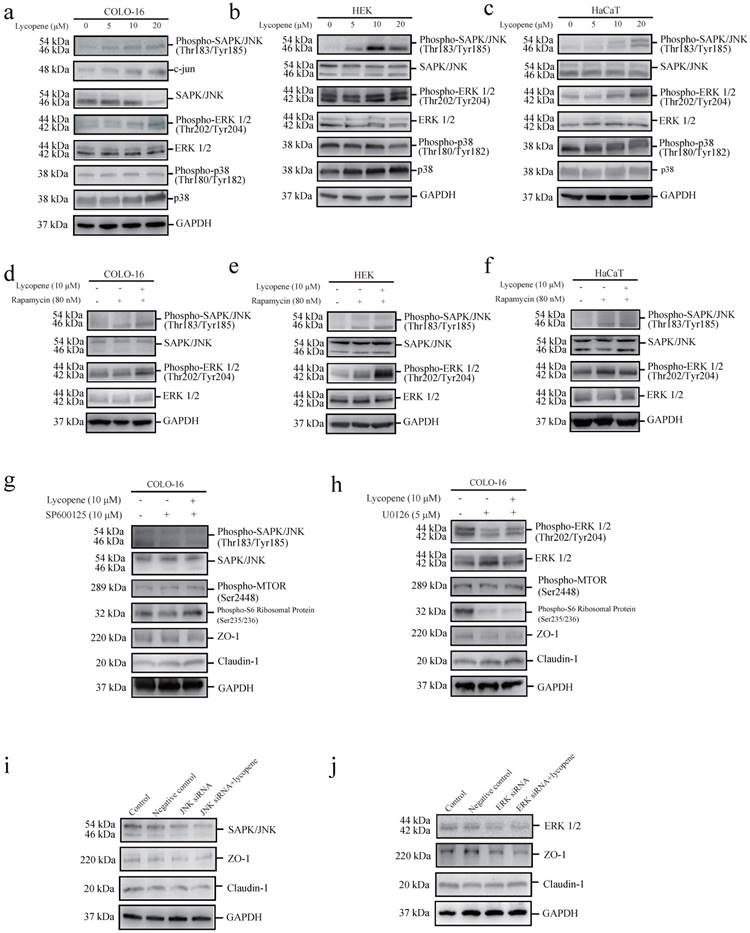 J Cancer Image