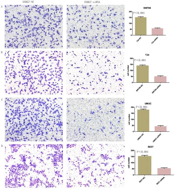 J Cancer Image