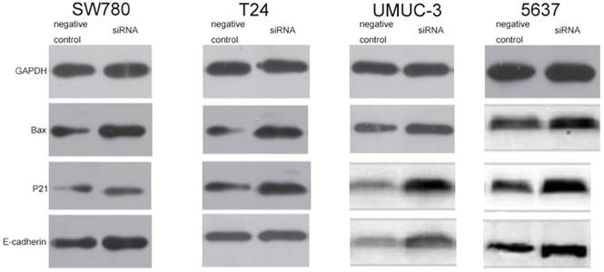 J Cancer Image