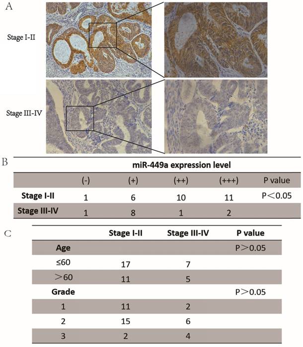 J Cancer Image