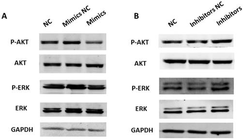 J Cancer Image