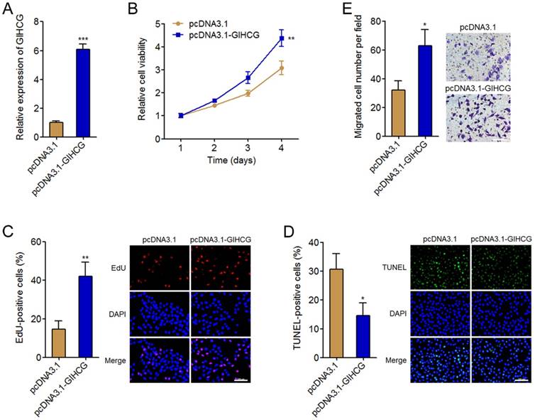 J Cancer Image