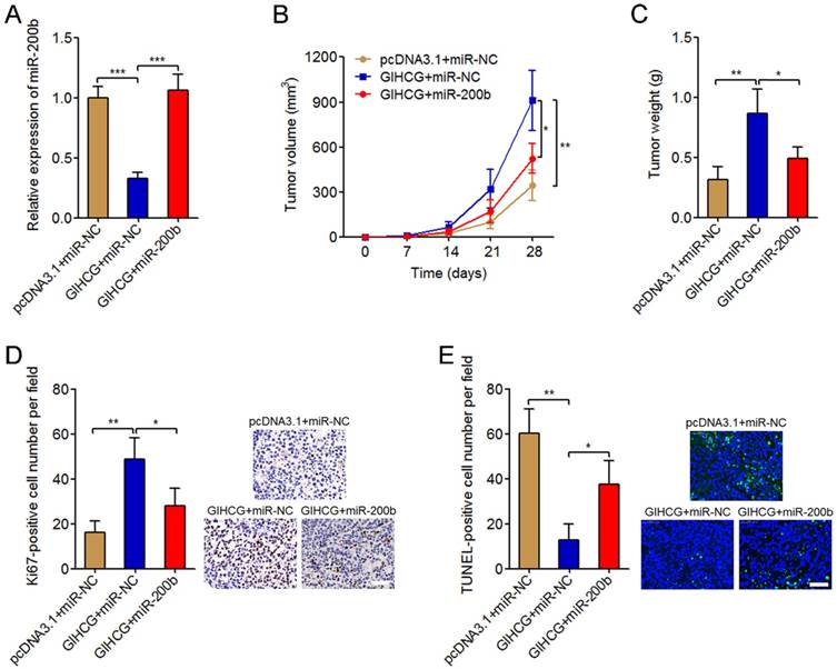 J Cancer Image