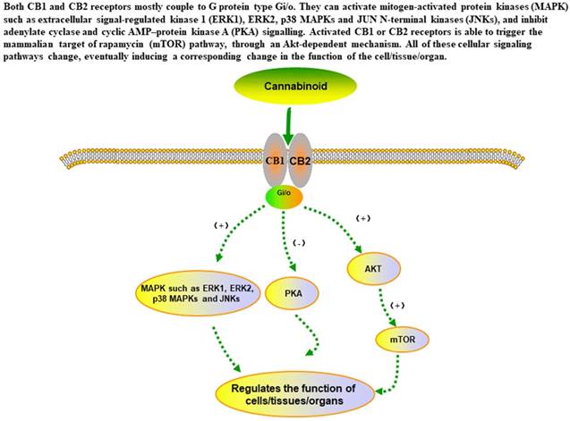 J Cancer Image