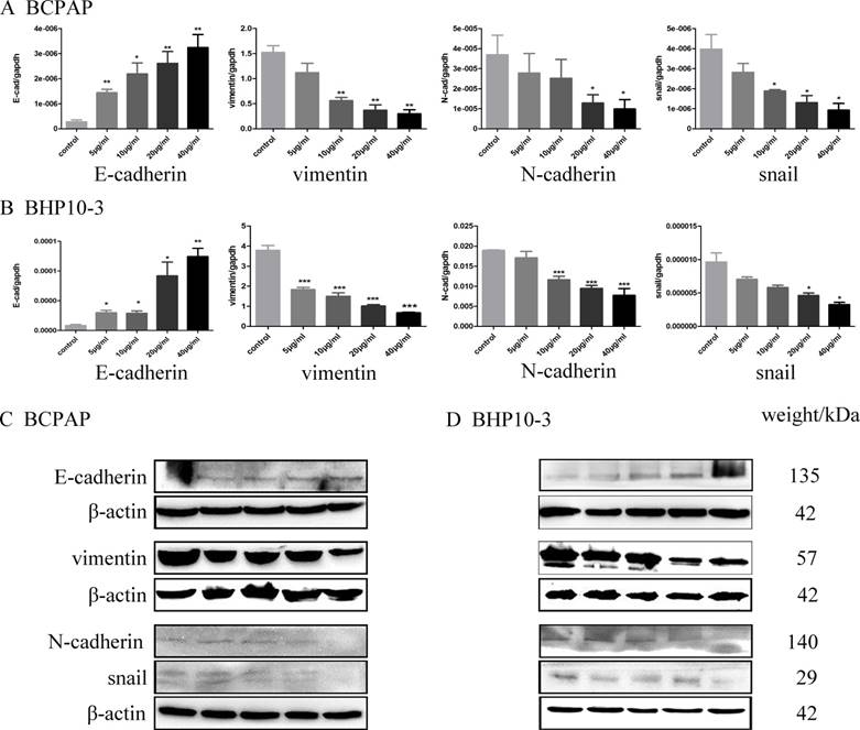 J Cancer Image