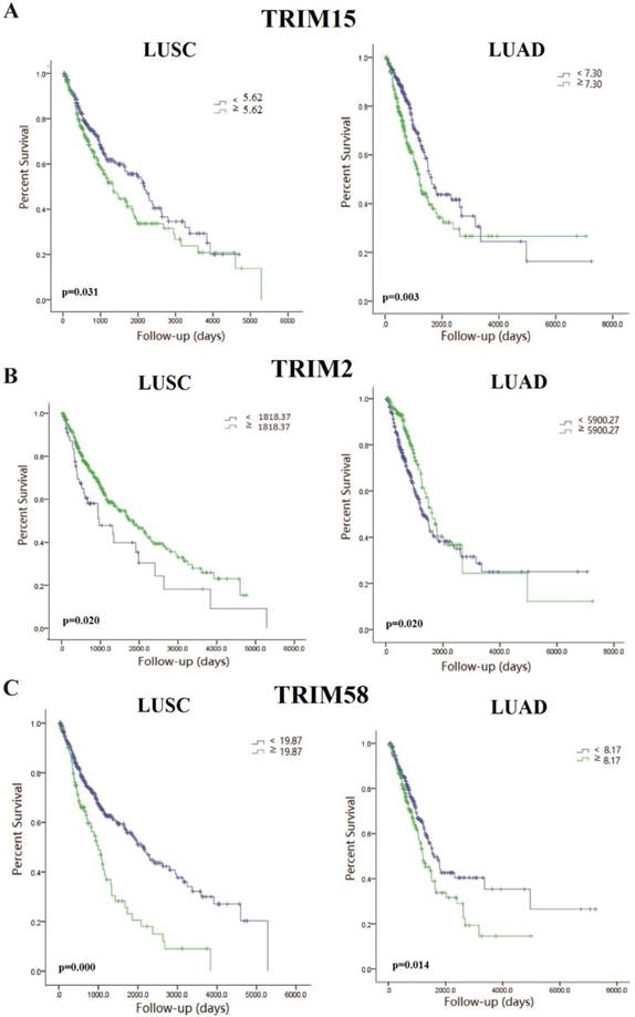 J Cancer Image