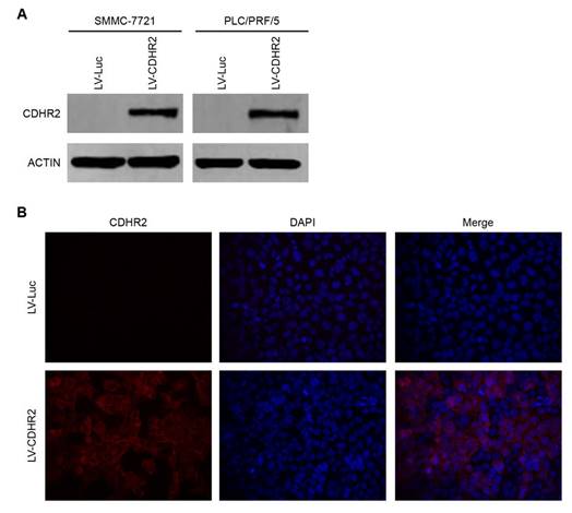 J Cancer Image