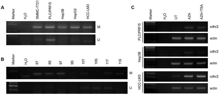 J Cancer Image