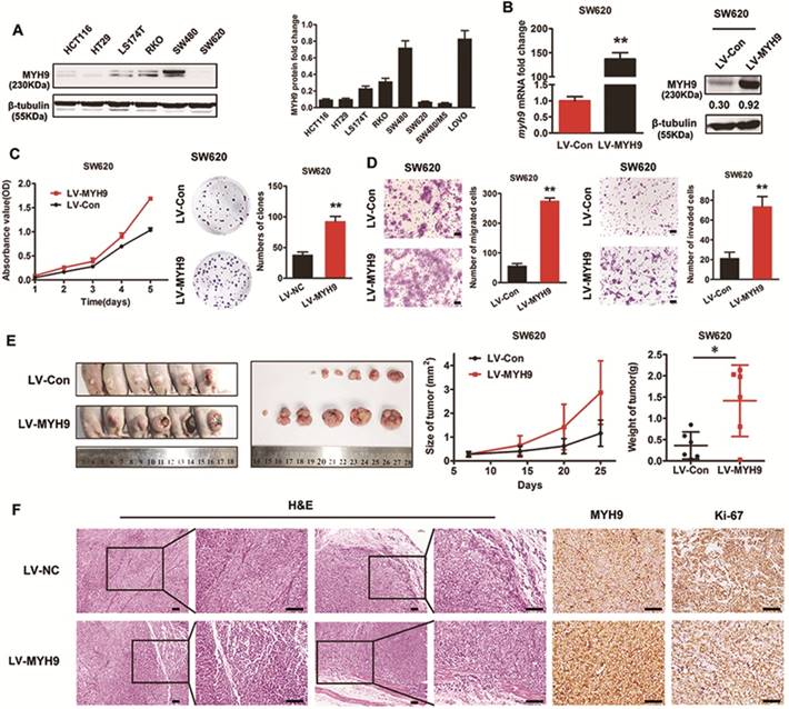 J Cancer Image