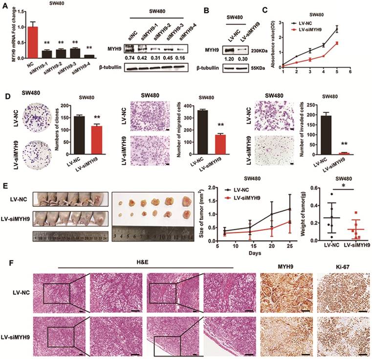 J Cancer Image