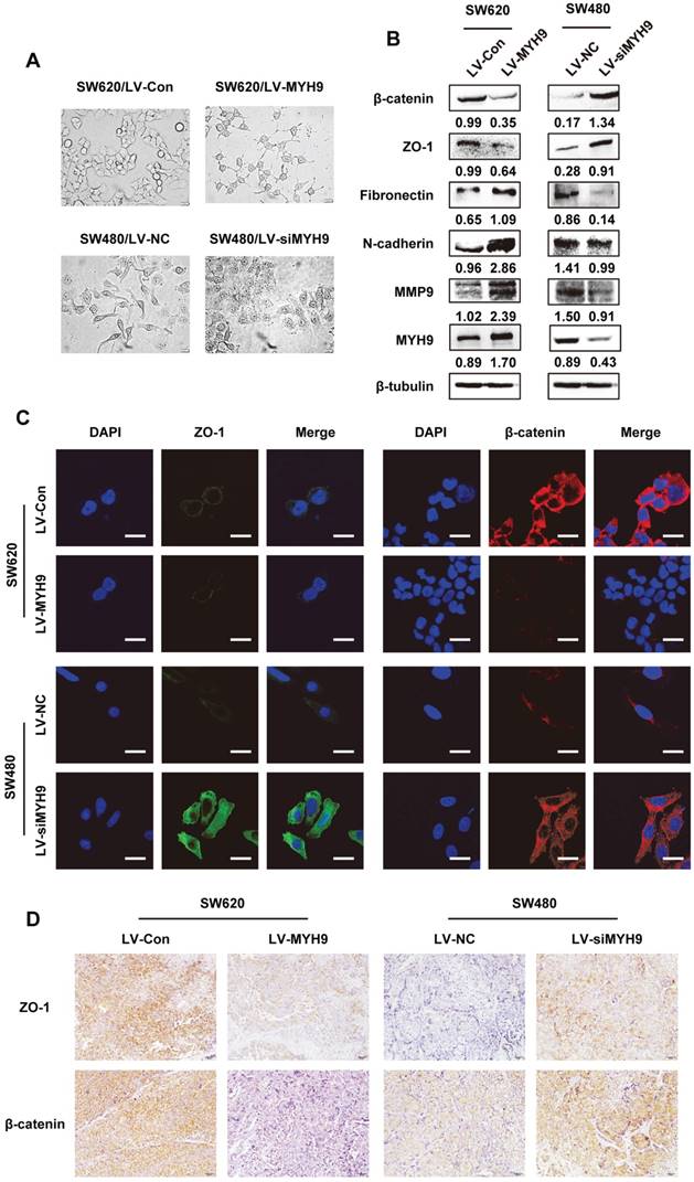 J Cancer Image