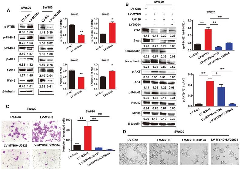 J Cancer Image