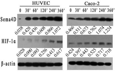 J Cancer Image