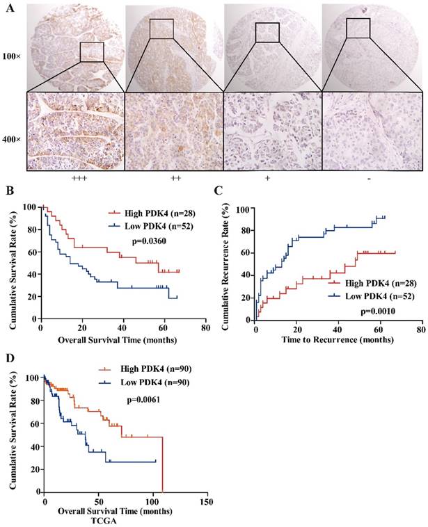 J Cancer Image