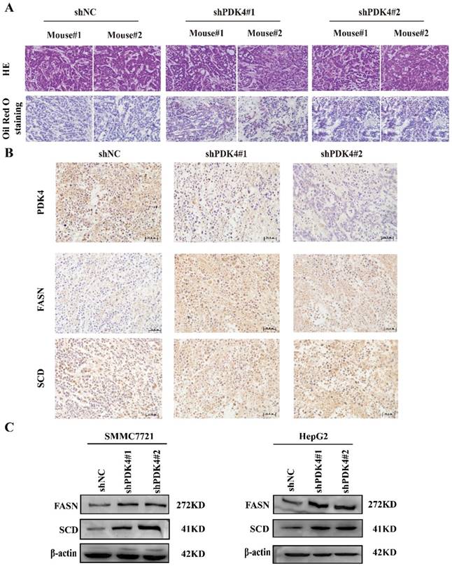 J Cancer Image