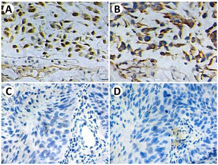 J Cancer Image